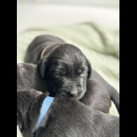 Labrador Retriever - Both
