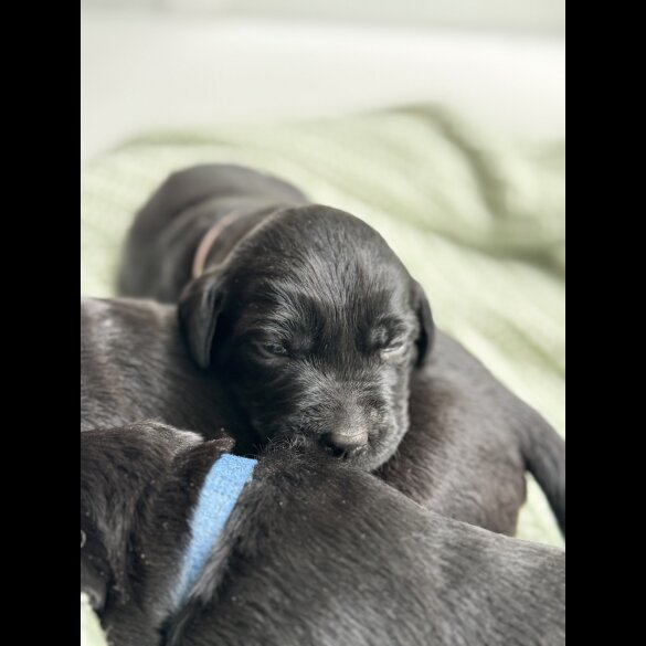 Labrador Retriever - Both