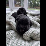 Labrador Retriever - Both