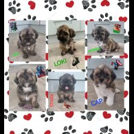 Lhasa Apso - Both