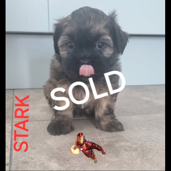 Lhasa Apso - Both