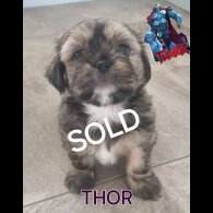 Lhasa Apso - Both