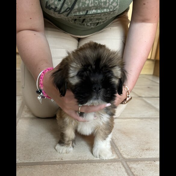Lhasa Apso - Dogs