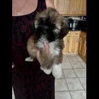 Lhasa Apso - Dogs