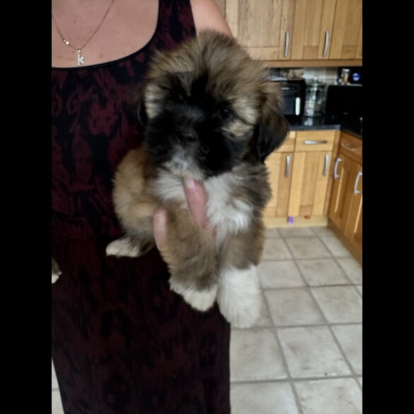 Lhasa Apso - Dogs