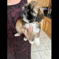 Lhasa Apso - Dogs