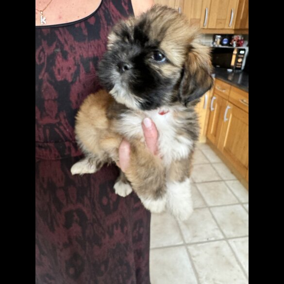 Lhasa Apso - Dogs