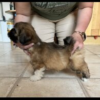 Lhasa Apso - Dogs