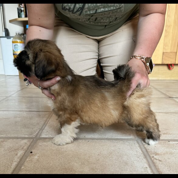 Lhasa Apso - Dogs