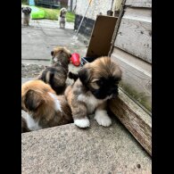 Lhasa Apso - Dogs