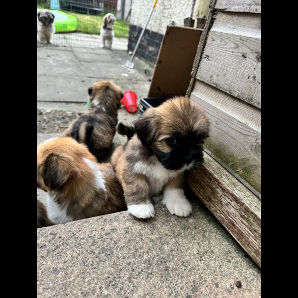 Lhasa Apso - Dogs