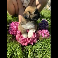Lhasa Apso - Dogs