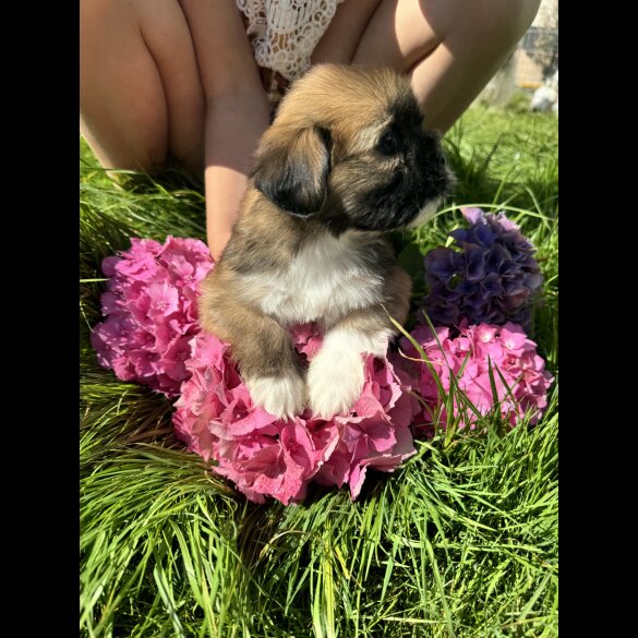 Lhasa Apso - Dogs