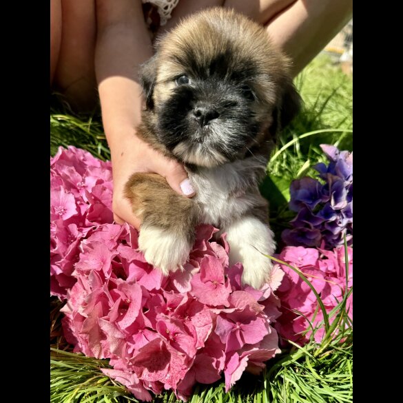 Lhasa Apso - Dogs