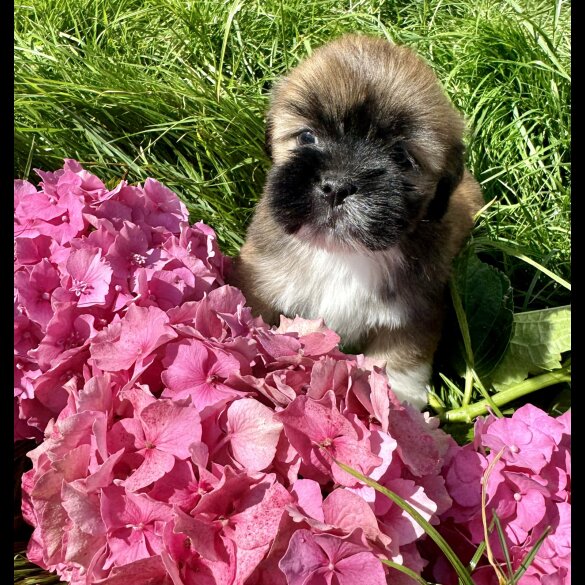 Lhasa Apso - Dogs