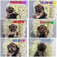 Shih Tzu - Both
