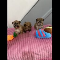 Shih Tzu - Both