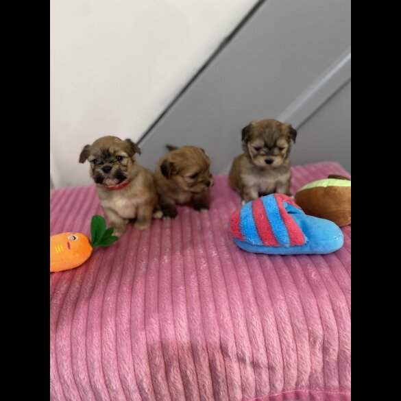 Shih Tzu - Both