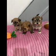 Shih Tzu - Both