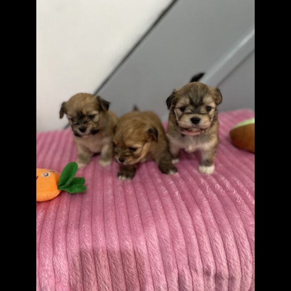 Shih Tzu - Both