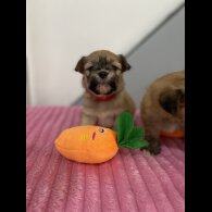 Shih Tzu - Both