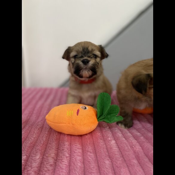 Shih Tzu - Both