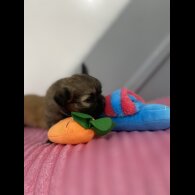 Shih Tzu - Both