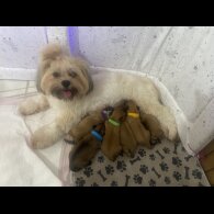 Shih Tzu - Both