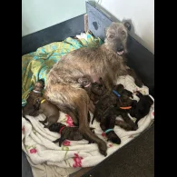 Lurcher - Both