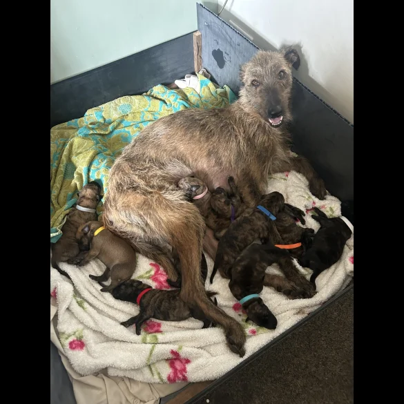 Lurcher - Both