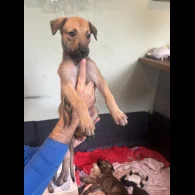Lurcher - Both
