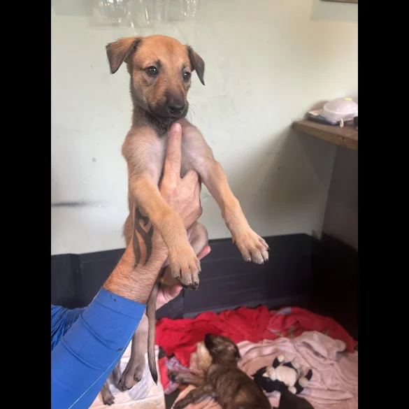 Lurcher - Both