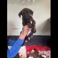 Lurcher - Both