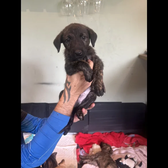 Lurcher - Both