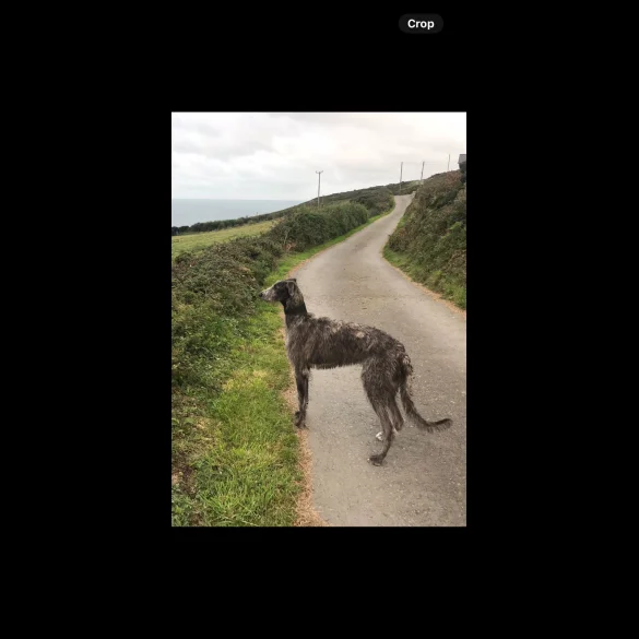 Lurcher - Both