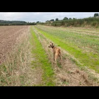 Lurcher - Both