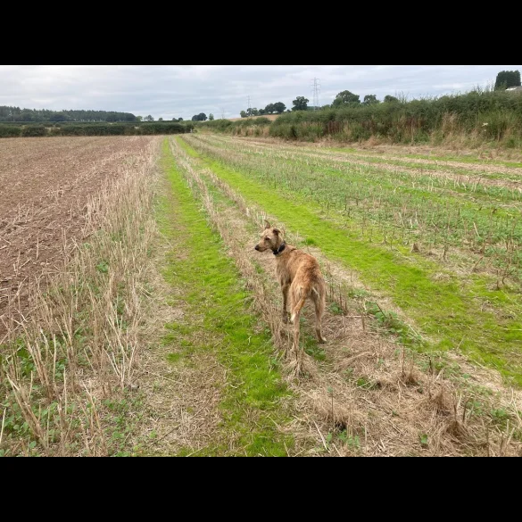 Lurcher - Both