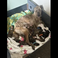 Lurcher - Both