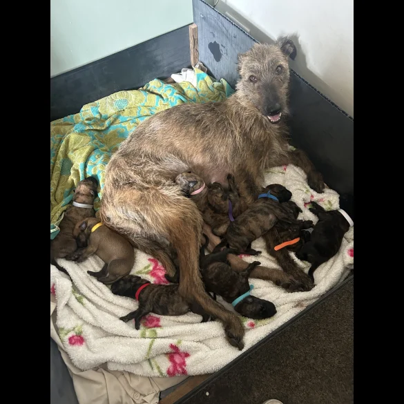 Lurcher - Both