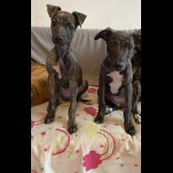 Lurcher - Both