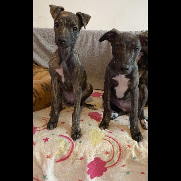 Lurcher - Both