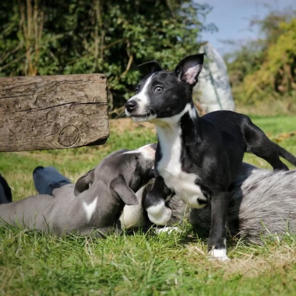 Lurcher - Dogs