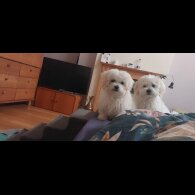 Bolognese - Both