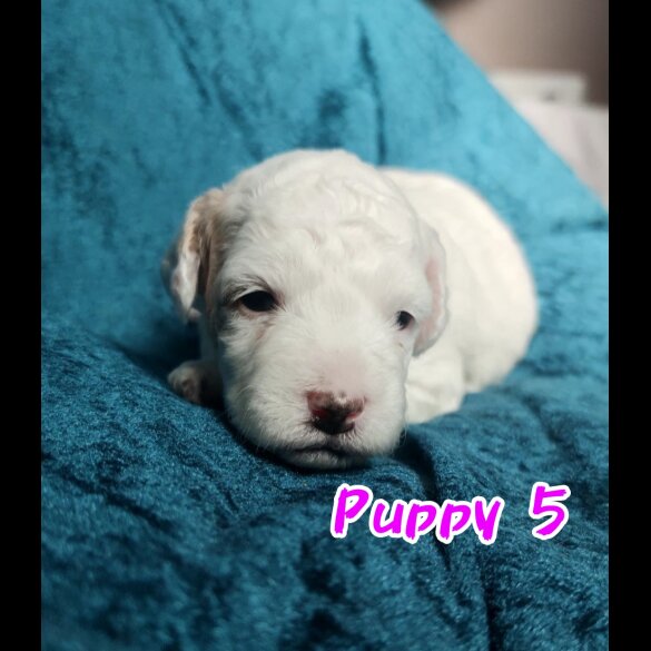 Maltipoo - Both