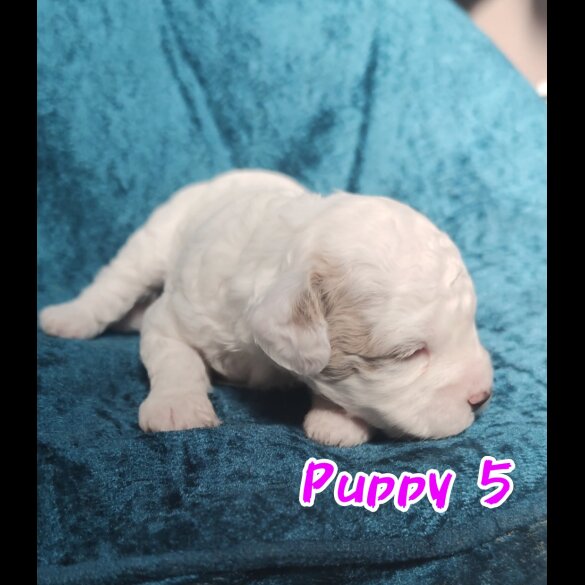 Maltipoo - Both