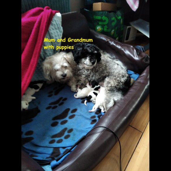 Maltipoo - Both
