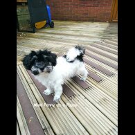 Maltipoo - Both
