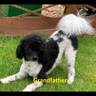 Maltipoo - Both