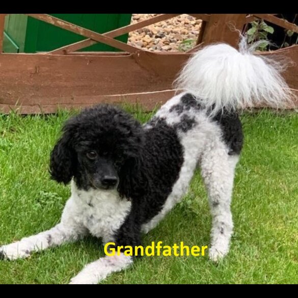 Maltipoo - Both