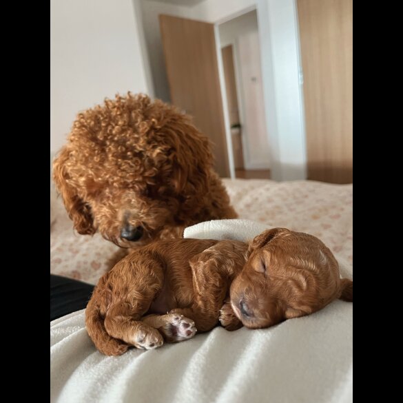 Maltipoo - Bitches